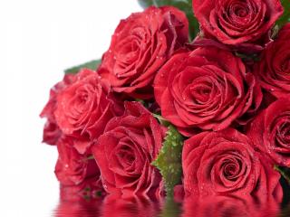 обои Букет красных роз лежит в воде фото