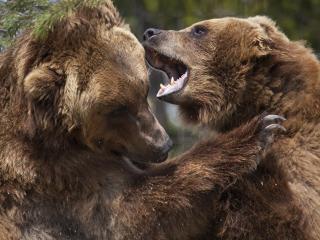 обои Битва двух медведей фото
