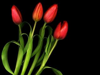 обои Четыре красных тюльпана фото