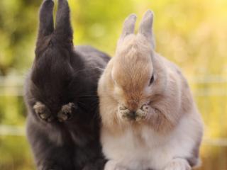 обои для рабочего стола: Кролики умываются