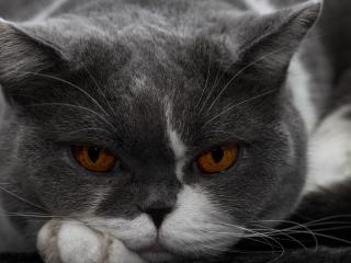 обои Свирепай кот с оранжевыми глазами фото