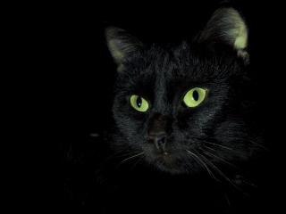 обои Черная кошка в темноте фото