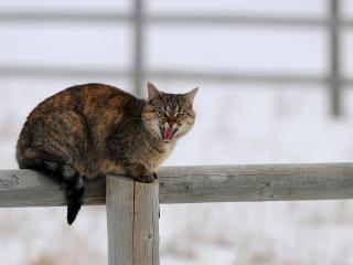 обои Шипящий кот на заборе фото