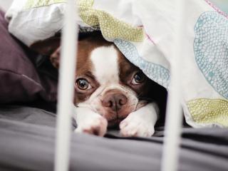 обои Мордочка щенка из под одеяла фото