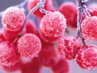 обои Замороженые ягоды на ветке фото