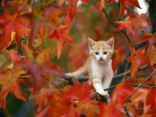 обои Котёнок цвета в осень фото