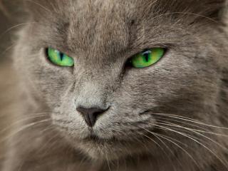 обои Серый кот с зелеными глазами фото