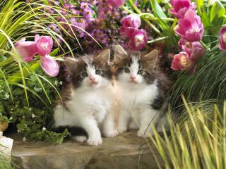 обои Котята в тюльпанах фото