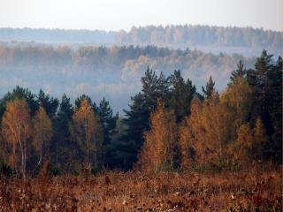 обои Осенний утренний туман над лесом фото