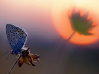 обои Осенняя бабочка фото
