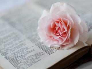 обои Розовая роза и словарь фото