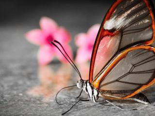 обои Бабочка с прозрачными крыльями фото