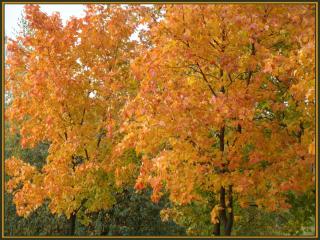 обои Осенняя сказка на деревьях фото