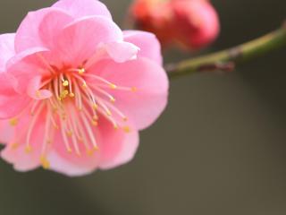 обои Нежный розовый цветок на ветке фото