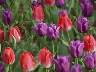 обои Сиреневые и красные тюльпаны фото