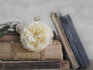 обои Натюрморт - Белый цветок на фолиантах фото