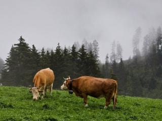 обои Альпийские коровы фото