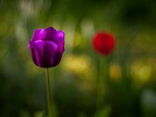 обои Фиолетовый тюльпан на фоне красного фото