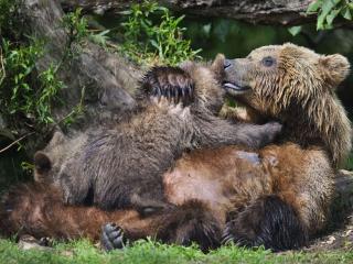 обои Медведица кормит медвежат фото