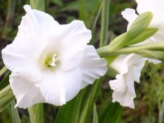 обои Цветок белого гладиолуса фото