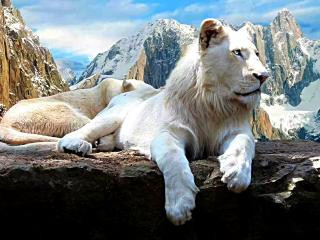 обои Белый лев в горах фото