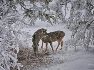 обои Олени в зимнем лесу фото