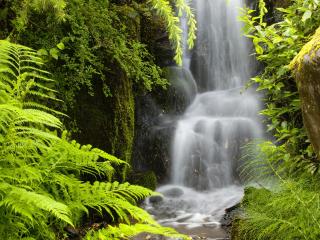обои Нежный водопад в зарослях папоротника фото