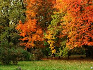 обои Осенние краски леса у опушки фото