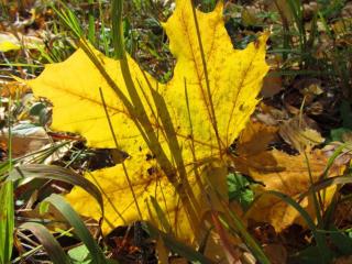 обои Осенний лист в траве осенней фото