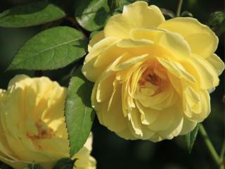 обои Чайные жёлтые розы фото