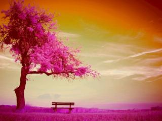 обои Весенний розовый вечер у дерева в поле фото
