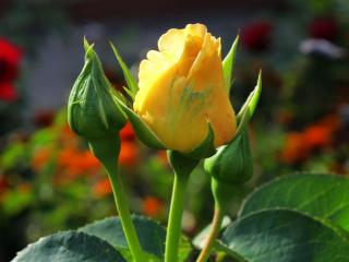 обои Бутоны жёлтой розы фото
