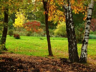 обои Осенние березы на опушке леса фото