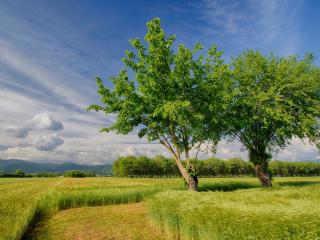обои Два летних дерева, на колосящемся поле фото