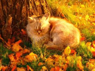 обои Осенний кот фото