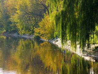 обои Осень,   пруд и зелёная ива фото