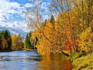 обои Золотая осень над рекой склонилась фото