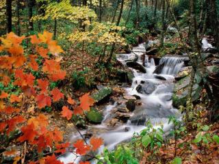 обои Осень,   лес и маленький ручей фото
