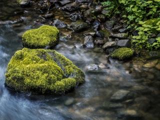 обои Весенний лесной ручей,   у камней поросших мхом фото