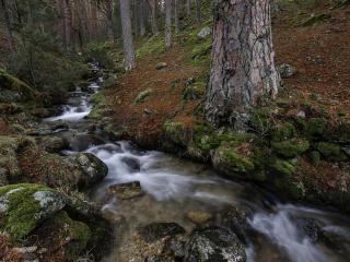 обои Осенний ручей в дремучем лесу фото