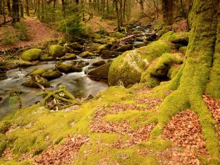 обои для рабочего стола: Осенний ручей,   в лесу укрытом ковром из зеленого мха