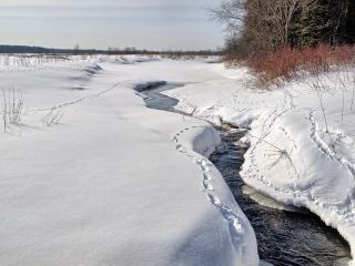обои Следы вдоль зимнего ручья фото