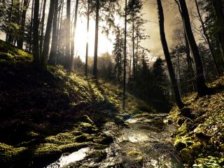 обои Весенний лесной ручей,   под лучами закатного солнца фото