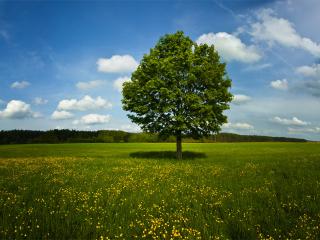 обои Летнее дерево в цветущем поле фото