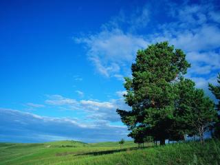 обои Летние деревья на холме,   под голубым небом фото