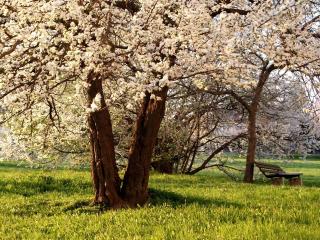 обои Скамейка под цветущими деревьями парка фото