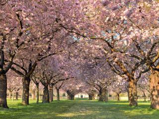обои Аллея в тени цветущих деревьев парка фото