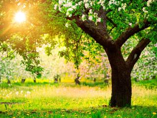 обои Цветущее весеннее дерево,   в ярком свечении солнца фото