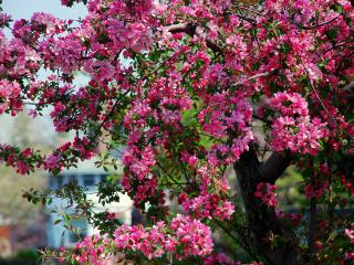 обои Яркое весеннее дерево,   цветущее розовыми цветами фото