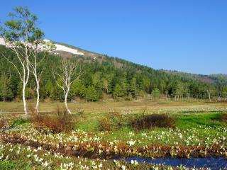 обои для рабочего стола: Весенний ручей в горах,   среди свежести цветущей природы
